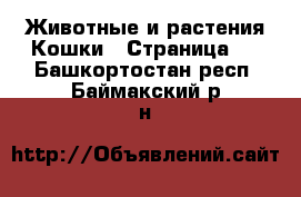 Животные и растения Кошки - Страница 2 . Башкортостан респ.,Баймакский р-н